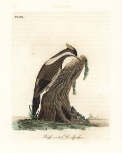 Pájaro carpintero de cresta carmesí, Campephilus melanoleucos (Pájaro carpintero de cresta amarilla, Picus melanoleucus). Basado en una piel en el Museo Leveriano. Grabado en cobre coloreado a mano dibujado y grabado por John Latham de su propia Historia G de John Latham