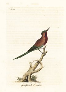 Colibrí carmesí, Aethopyga siparaja seheriae (Trepador de Goulpourah). Grabado en cobre coloreado a mano dibujado y grabado por John Latham de su propia Historia General de las Aves, Winchester de John Latham