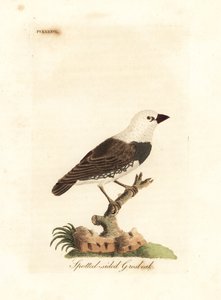 Diamante de cola de fuego, Stagonopleura guttata (Picogordo de lados manchados, Fringilla leucocephala). Grabado en cobre coloreado a mano dibujado y grabado por John Latham de su propia Historia General de las Aves, Winchester de John Latham