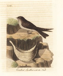 Vencejo de nido comestible, Aerodramus fuciphagus, y nido de saliva, usado en la sopa de nido de pájaro. Grabado a mano coloreado por John Latham de su propia Historia General de las Aves, Winchester de John Latham
