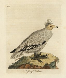 Alimoche, Neophron percnopterus ginginianus.1824 (grabado) de John Latham