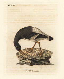 Ostrero euroasiático, Haematopus ostralegus. Grabado a mano coloreado de cobre de John Latham de su propia Historia General de las Aves, Winchester de John Latham