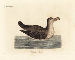 Petrel gigante, Macronectes giganteus (como Precellaria gigantea, error por Procellaria gigantea). Grabado en cobre coloreado a mano dibujado y grabado por John Latham de su propia Historia General de las Aves, Winchester
