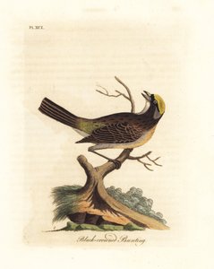 Gorrión coronado de oro, Zonotrichia atricapilla (Emberiza atricapilla de corona negra). Grabado en cobre coloreado a mano dibujado y grabado por John Latham de su propia A General History of Birds, Winchester de John Latham