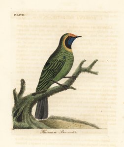 Ave de hoja de frente dorada, Chloropsis aurifrons. Grabado a mano coloreado de cobre de John Latham de su propia Historia General de las Aves, Winchester de John Latham