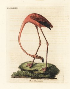 Flamenco mayor, Phoenicopterus roseus, o flamenco americano, Phoenicopterus ruber. Grabado a mano coloreado de cobre de John Latham de su propia Historia General de las Aves, Winchester