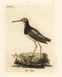 Agachadiza mayor, Rostratula benghalensis. Grabado a mano coloreado de cobre de John Latham de su propia Historia General de las Aves, Winchester de John Latham
