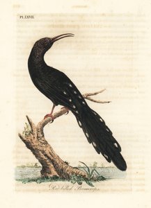 Abubilla verde, Phoeniculus purpureus (Promerops de pico rojo, Upupa erythrorynchos). Grabado en cobre coloreado a mano dibujado y grabado por John Latham de su propia Historia General de las Aves, Winchester de John Latham