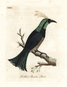 Ave del paraíso con gorguera, posiblemente una especie híbrida o extinta. Dibujado de un espécimen en la colección del General Davies. Grabado a mano coloreado por John Latham de su propia Historia General de las Aves, Winchester de John Latham