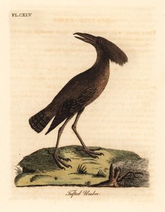 Hamerkop, Scopus umbretta. Grabado a mano en cobre por John Latham de su propia A General History of Birds, Winchester de John Latham
