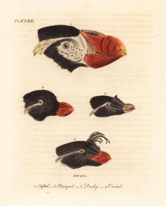 Cabezas del frailecillo copetudo, Fratercula cirrhata 1, alca loro, Aethia psittacula 2, y alca crestada, Aethia cristatella 3,4. (Frailecillo copetudo, Alca cirrhata 1, alca loro, Alca psittacula 2, alca oscura, Alca tetracula 3, y alca crestada, Alca cri de John Latham