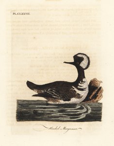 Serreta capuchona, Lophodytes cucullatus (Mergus cucullatus). De A General History of Birds, Winchester de John Latham