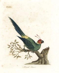 Periquito cornudo, Eunymphicus cornutus. Vulnerable (Loro cornudo, Psittacus bisetis). De A General History of Birds, Winchester de John Latham