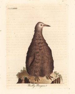 Pingüino rey, Aptenodytes patagonicus, juvenil. Grabado a mano coloreado de cobre de John Latham de su propia Historia General de las Aves, Winchester