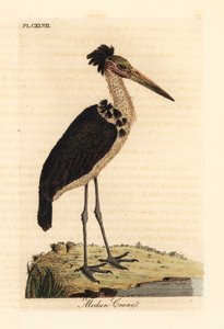 Marabú menor, Leptoptilos javanicus. Vulnerable. (Cráneo de Modun.) Grabado en cobre coloreado a mano dibujado y grabado por John Latham de su propia A General History of Birds, Winchester