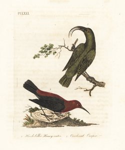 Akialoa menor, Hemignathus obscurus (extinto) y myzomela cardenal, Myzomela cardinalis. (Mielero verde de pico ganchudo, Certhia obscura, nativo de Hawái, y mielero cardenal, Certhia cardinalis, nativo de Tanna, Vanuatu).