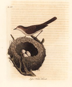 Curruca zarcerilla, Sylvia curruca, con nido y huevos. Grabado a mano coloreado por John Latham de su propia Historia General de las Aves, Winchester de John Latham
