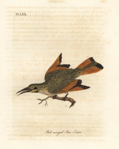 Abejaruco pequeño, Merops pusillus (Abejaruco de alas rojas, Merops erythropterus). África. Grabado en cobre coloreado a mano dibujado y grabado por John Latham de su propia Historia General de las Aves, Winchester de John Latham