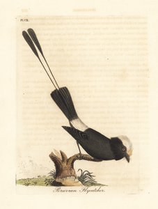 Tirano de cola larga, Colonia colonus (Atrapamoscas peruano, Le Colon). De A General History of Birds, Winchester de John Latham