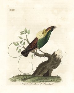 Ave del paraíso magnífica, Diphyllodes magnificus (Paradisea magnifica). Grabado en cobre coloreado a mano dibujado y grabado por John Latham de su propia Historia General de las Aves, Winchester de John Latham