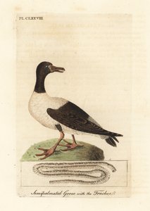 Ganso urraca, Anseranas semipalmata, y detalle anatómico de su tráquea. (Pato semipalmeado, Anas semipalmatus.) Grabado en cobre coloreado a mano dibujado y grabado por John Latham de su propia A General History of Birds, Winchester de John Latham