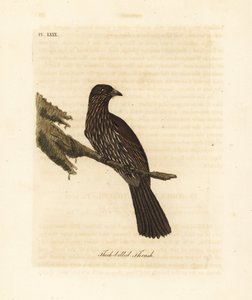 Piopio de la Isla Sur de Nueva Zelanda, Turnagra capensis. Extinto. (Zorzal de pico grueso, Turdus crassirostris). Grabado en cobre coloreado a mano dibujado y grabado por John Latham de su propia Historia General de las Aves, Winchester de John Latham