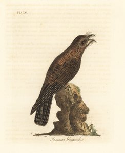 Potoo del norte, Nyctibius jamaicensis. Grabado a mano en cobre por John Latham de su propia A General History of Birds, Winchester de John Latham
