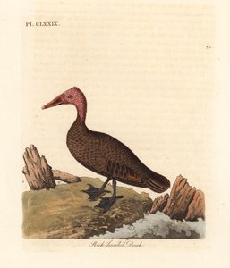 Pato de cabeza rosada, Rhodonessa caryophyllacea. Extinto desde la década de 1950. Grabado a mano coloreado por John Latham de su propia Historia General de las Aves, Winchester de John Latham