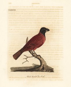 Picogrueso rojo y negro, Periporphyrus erythromelas. Casi amenazado. (Picogrueso de cabeza negra, Loxia erythromelas). De A General History of Birds, Winchester de John Latham