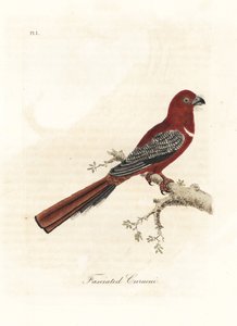 Trogón de cabeza roja, Harpactes erythrocephalus. Grabado a mano coloreado por John Latham de su propia A General History of Birds, Winchester de John Latham