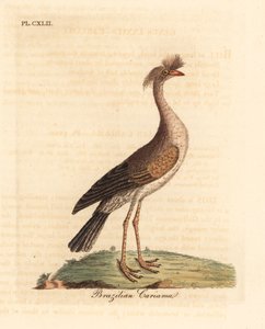 Seriema de patas rojas o cariama crestada, Cariama cristata. Grabado a mano coloreado por John Latham de su propia Historia General de las Aves, Winchester de John Latham