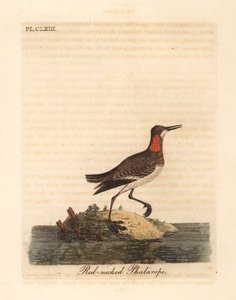 Falaropo de cuello rojo, Phalaropus lobatus. Grabado a mano coloreado por John Latham de su propia Historia General de las Aves, Winchester de John Latham