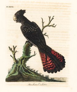 Cacatúa negra de cola roja, Calyptorhynchus banksii. Grabado a mano en cobre por John Latham de su propia A General History of Birds, Winchester de John Latham