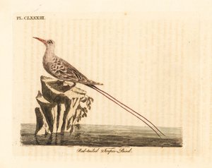 Ave del trópico de cola roja, Phaethon rubricauda (Phaeton phoenicurus). De A General History of Birds, Winchester
