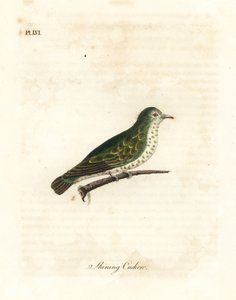 Cuco de bronce brillante, Chrysococcyx lucidus. Grabado a mano coloreado por John Latham de su propia A General History of Birds, Winchester de John Latham