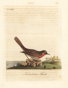 Ruiseñor siberiano, Luscinia calliope (Zorzal de Kamchatka, Turdus calliope). Grabado en cobre coloreado a mano dibujado y grabado por John Latham de su propia Historia General de las Aves, Winchester