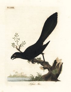 Ani pico liso o ani menor, Crotophaga ani. Grabado en cobre coloreado a mano dibujado y grabado por John Latham de su propia A General History of Birds, Winchester