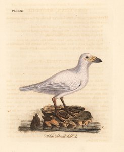 Pato de nieve, Chionis albus. Grabado a mano en cobre por John Latham de su propia A General History of Birds, Winchester