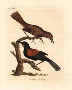 Saddleback del sur, Philesturnus carunculatus, macho y hembra. Grabado a mano coloreado por John Latham de su propia Historia General de las Aves, Winchester de John Latham
