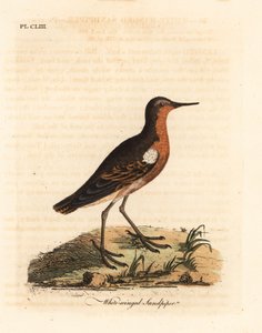 Correlimos de Tahití, Prosobonia leucoptera. Extinto. (Correlimos de alas blancas, Tringa leucoptera.) Grabado en cobre coloreado a mano dibujado y grabado por John Latham de su propia A General History of Birds, Winchester de John Latham