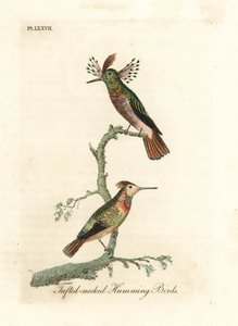 Gallitos crestados, Lophornis ornatus (Colibríes de cuello crestado, Trochilus ornatus). Macho y hembra. Grabado en cobre coloreado a mano dibujado y grabado por John Latham de su propia A General History of Birds, Winchester de John Latham
