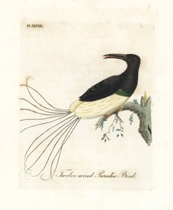 Ave del paraíso de doce hilos, Seleucidis melanoleucus (Paradisea nigricans). Grabado en cobre coloreado a mano dibujado y grabado por John Latham de su propia Historia General de las Aves, Winchester de John Latham