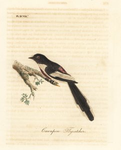 Minivet de vientre blanco, Pericrocotus erythropygius (Cazamoscas de Cawnpore). India. Grabado en cobre coloreado a mano dibujado y grabado por John Latham de su propia Historia General de las Aves, Winchester de John Latham