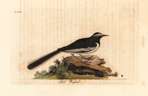 Lavandera de ceja blanca, Motacilla maderaspatensis. (Lavandera de pie de oro de la India). De A General History of Birds, Winchester de John Latham
