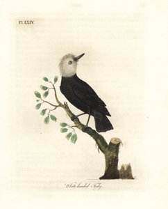 Tirano de pantano de cabeza blanca, Arundinicola leucocephala (Tody de cabeza blanca, Todus leucocephalus). Grabado en cobre coloreado a mano dibujado y grabado por John Latham de su propia Historia General de las Aves, Winchester
