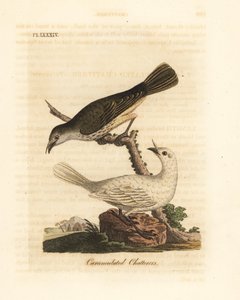 Campanero blanco, Procnias albus, macho y hembra (Charlatán carunculado, Ampelis carunculata). De A General History of Birds, Winchester