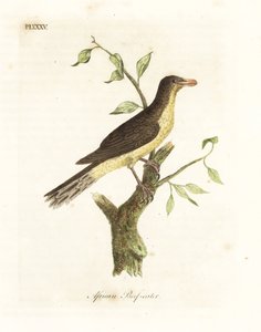 Picabueyes de pico amarillo, Buphagus africanus. Grabado a mano coloreado por John Latham de su propia Historia General de las Aves, Winchester de John Latham