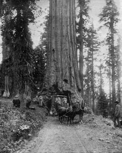 Gran árbol (secuoya): el "wawona" en Mariposa Grove en California (foto en blanco y negro) de John Lawson Stoddard