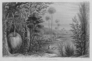 Árboles y arbustos australianos de John Le Keux