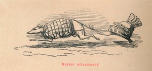 Apego mutuo, 1852 de John Leech
